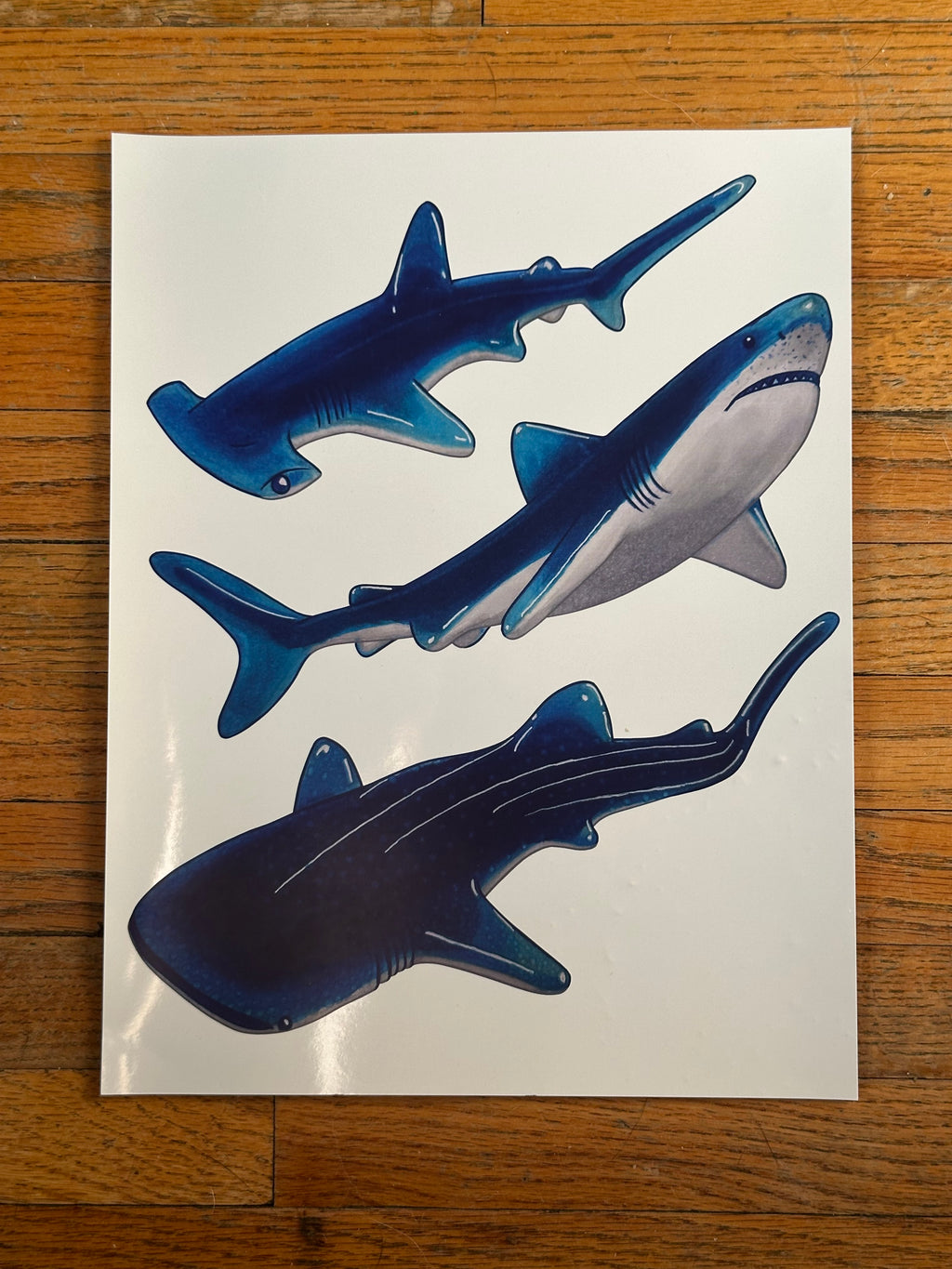 Gummy Shark 11x8.5 Art Print Wall/Home Decor