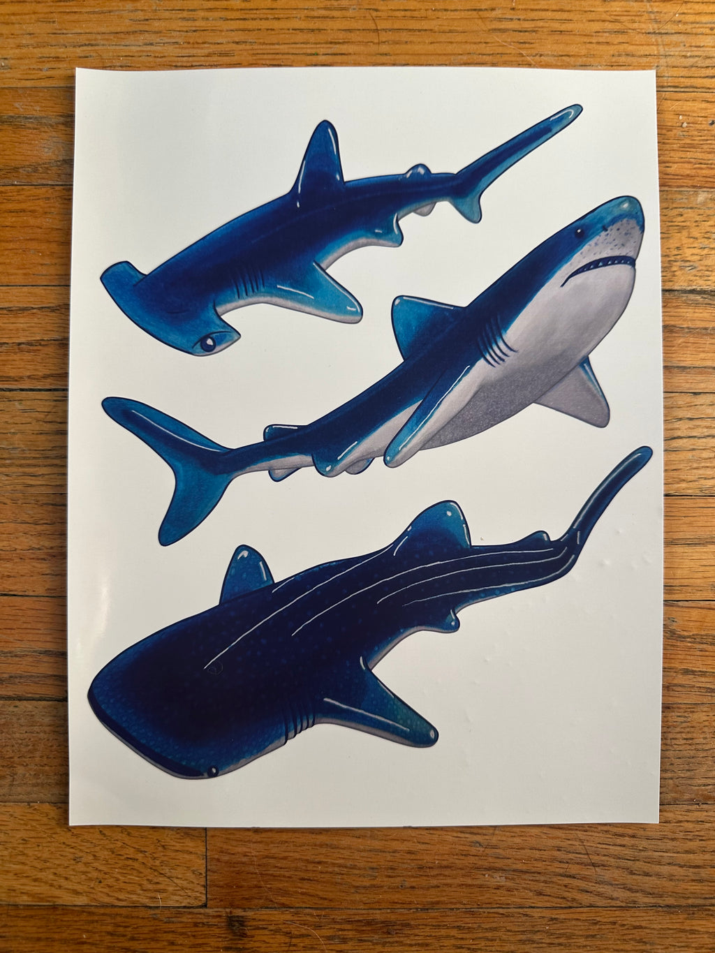 Gummy Shark 11x8.5 Art Print Wall/Home Decor